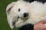 ADULTE ET CHIEN 507
